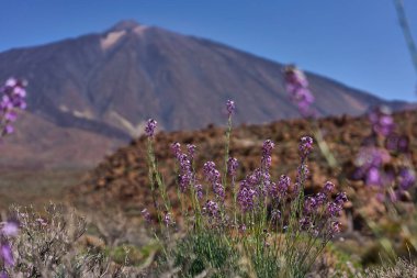 Mor Teide duvar çiçekleri (Erysimum scoparium), Teide Ulusal Parkı 'nda Pico del Teide volkanı ile ön planda çiçek açıyor.