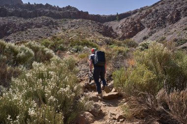 Adam, kayalık arazi ve seyrek bitki örtüsüyle Teide Ulusal Parkı 'nda Alto de Guajara' ya doğru volkanik bir yolda yürüyüş yapıyor.