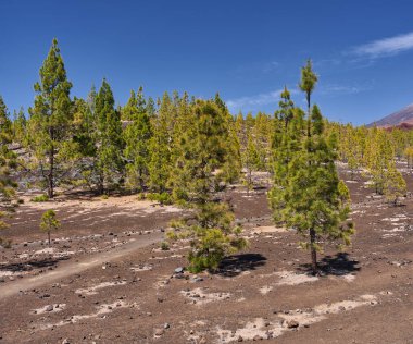 Mirador de Samara 'dan yayılmış kanarya ağaçları