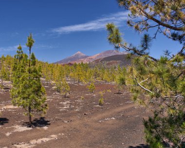 Uzaklardan yükselen Pico Viejo ve Teide Dağı ile Mirador de Samara 'dan görülen yayılmış çam ağaçları