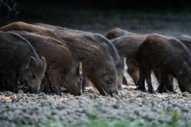 Yaban domuzu yavrularının yakınından. Kuru çamurlu zemine saçılmış mısırla besleniyorlar. Bir orman beslenme yerinde.