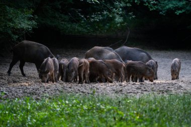 Yetişkinler ve domuzcuklar da dahil olmak üzere bir grup yaban domuzu ormandaki kuru topraklara saçılmış mısırla besleniyorlar.