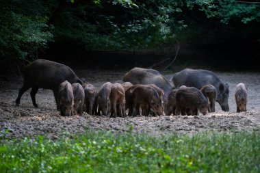 Yetişkinler ve domuzcuklar da dahil olmak üzere bir grup yaban domuzu ormandaki kuru topraklara saçılmış mısırla besleniyorlar.