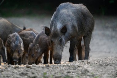 Anne yaban domuzu gündüz gözüyle ormanda birkaç domuz yavrusuyla birlikte besleniyor. 