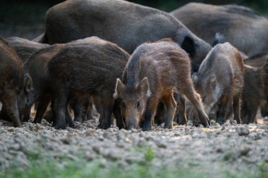 Yaban domuzu sürüsü ön planda domuzcuklarla besleniyor ve arka planda büyük yetişkinler kuru orman zemininde.