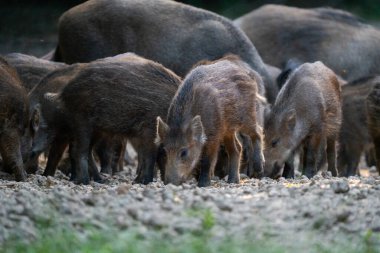 Yaban domuzu sürüsü, domuz yavruları ve kuru ormanda büyük yetişkinlerle besleniyor. 