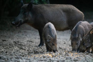 Domuzlar ön planda besleniyor. Anneleri arka planda duruyor. Kuru orman zemininde.