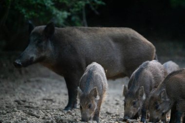 Domuzlar ön planda besleniyor. Anneleri arka planda duruyor. Kuru orman zemininde.