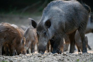 Anne yaban domuzu kuru orman zemininde birkaç domuz yavrusuyla birlikte besleniyor.