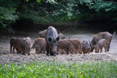 Anne yaban domuzu ormanda birkaç domuzcuğu besler. 