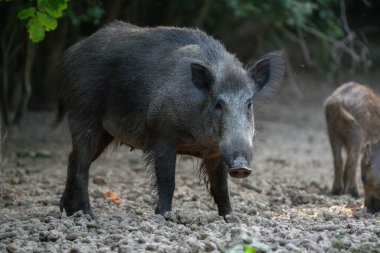 Dişi yaban domuzu sürüsünün güvenliğini sağlamak için ormanda devriye geziyor.