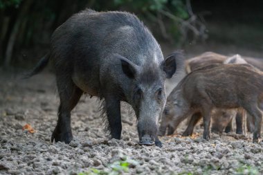 Yaban domuzu yavrularıyla birlikte kuru orman zemininde besleniyor.