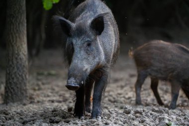 Büyük dişi yaban domuzu sürüsünün güvenliğini sağlamak için ormanda devriye geziyor.