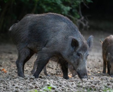 Yaban domuzu yavrularıyla birlikte kuru orman zemininde besleniyor.