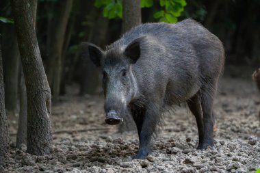 Büyük dişi yaban domuzu sürüsünün güvenliğini sağlamak için ormanda devriye geziyor.