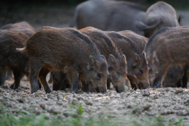 Yaban domuzu sürüsü gündüz vakti ormanda domuzcuklarla besleniyor. 