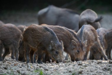 Yaban domuzu sürüsü, domuz yavruları ve kuru ormanda büyük yetişkinlerle besleniyor. 
