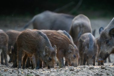 Ön planda yaban domuzu yavruları ve arka planda da büyük yetişkinler. 
