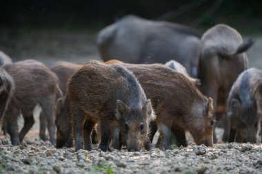 Ön planda yaban domuzu yavruları ve arka planda da büyük yetişkinler. 