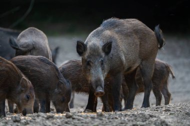 Domuzları ormanda avlanırken büyük yaban domuzu nöbet tutuyor.