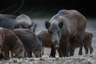 Yavruları kurak orman zemininde yem ararken uyanık anne yaban domuzu nöbet tutuyor.