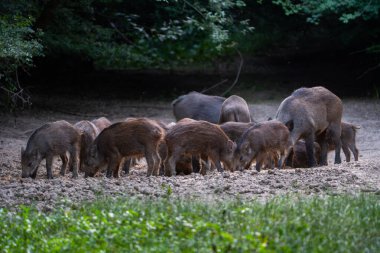 Yetişkinler ve domuzcuklar da dahil olmak üzere bir grup yaban domuzu ormandaki kuru topraklara saçılmış mısırla besleniyorlar.