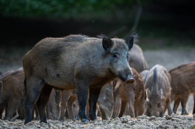 Kuru orman zemininde duran yaban domuzları ailesi.