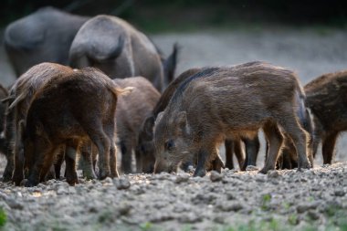 Yaban domuzu sürüsü ön planda domuzcuklarla besleniyor ve arka planda büyük yetişkinler kuru orman zemininde.