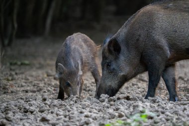 Kuru orman zeminine kök salan yabandomuzu ailesi.