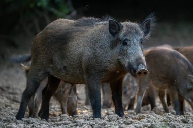 Domuzları ormanda avlanırken büyük yaban domuzu nöbet tutuyor.