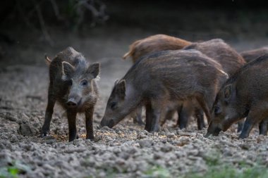 Diğer genç yaban domuzları kuru orman zemininde beslenirken uyanık domuzcuklar izliyor.