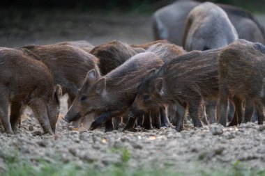 Yaban domuzu sürüsü ön planda domuzcuklarla besleniyor ve arka planda büyük yetişkinler kuru orman zemininde.