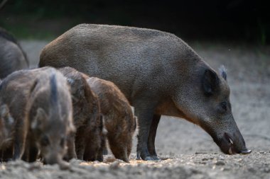 Anne yaban domuzu kuru orman zemininde birkaç domuz yavrusuyla birlikte besleniyor.
