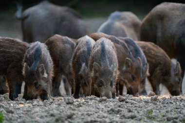 Yaban domuzu sürüsü gündüz vakti ormanda domuzcuklarla besleniyor. 