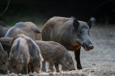 Anne yaban domuzu gündüz gözüyle ormanda birkaç domuz yavrusuyla birlikte besleniyor. 