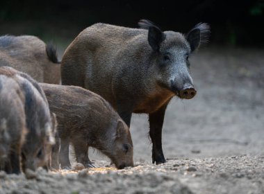 Yavruları kurak orman zemininde yem ararken uyanık anne yaban domuzu nöbet tutuyor.