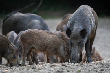 Anne yaban domuzu gündüz gözüyle ormanda birkaç domuz yavrusuyla birlikte besleniyor. 