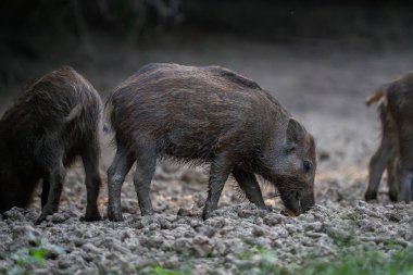 Kuru orman zemininde beslenen çamur yaban domuzu yavruları.