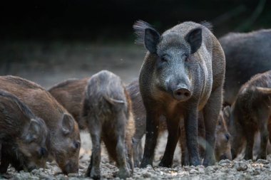 Yavruları kurak orman zemininde yem ararken uyanık anne yaban domuzu nöbet tutuyor.