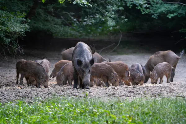Anne yaban domuzu ormanda birkaç domuzcuğu besler. 