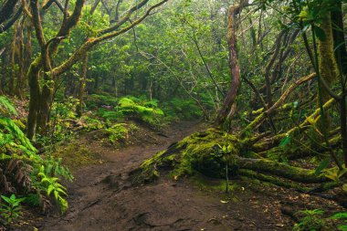 Anaga, Tenerife 'nin yoğun defne ormanlarındaki yosun kaplı ağaçların gündüz görüşü