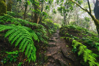 Anaga, Tenerife 'nin sık defne ormanlarında orman yolunda yosun kaplı ağaçlar.