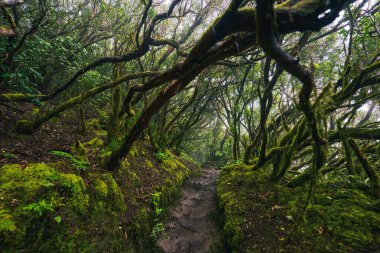 Anaga, Tenerife 'nin yoğun defne ormanlarındaki yosun kaplı ağaçların gündüz görüşü