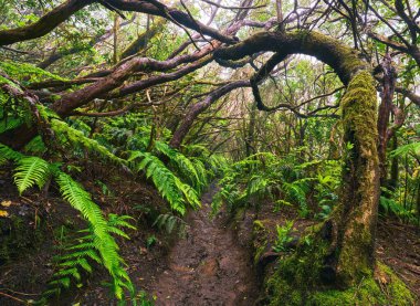 Anaga, Tenerife 'nin yoğun defne ormanlarındaki yosun kaplı ağaçların gündüz görüşü