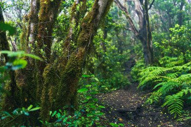 Anaga, Tenerife 'nin sık defne ormanlarında orman yolunda yosun kaplı ağaçlar.