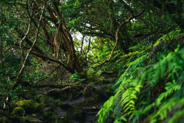 Anaga bölgesinde yoğun bitki örtüsü bulunan nemli subtropikal ormandaki yosunlu lav ağaçları, Tenerife