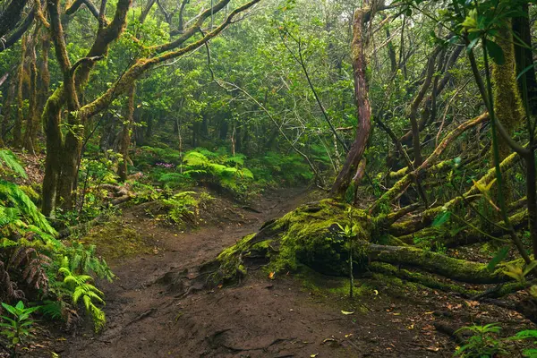 Anaga, Tenerife 'nin yoğun defne ormanlarındaki yosun kaplı ağaçların gündüz görüşü