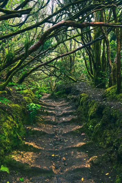 Antik Guanche yosunsu taş basamakları Anaga, Tenerife 'deki bir orman patikasına oyulmuş.