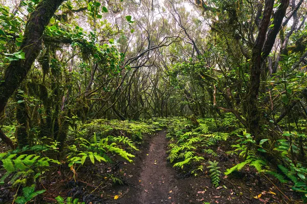 Anaga, Tenerife 'nin yoğun defne ormanlarındaki yosun kaplı ağaçların gündüz görüşü