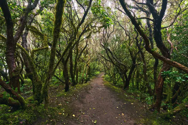 Anaga, Tenerife 'nin sık defne ormanlarında orman yolunda yosun kaplı ağaçlar.